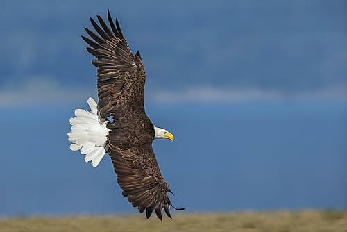USA-Washington State Hood Canal-Salish Sea-bald eagle flyby Games and Sports Print